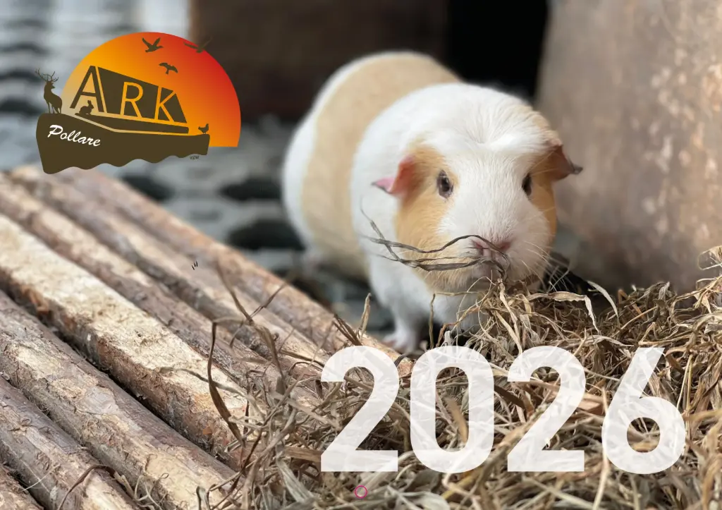 2026 Kalender met verzending