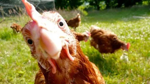 2026 Meter/Peterschap Kippen