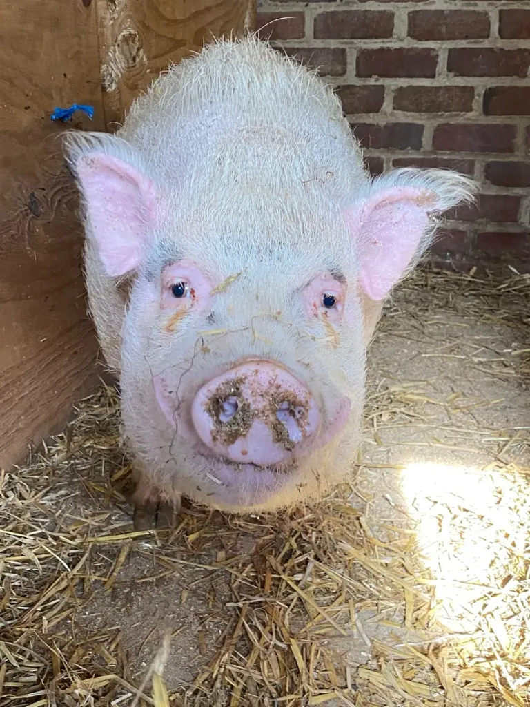 2026 Meter/Peterschap Varkens