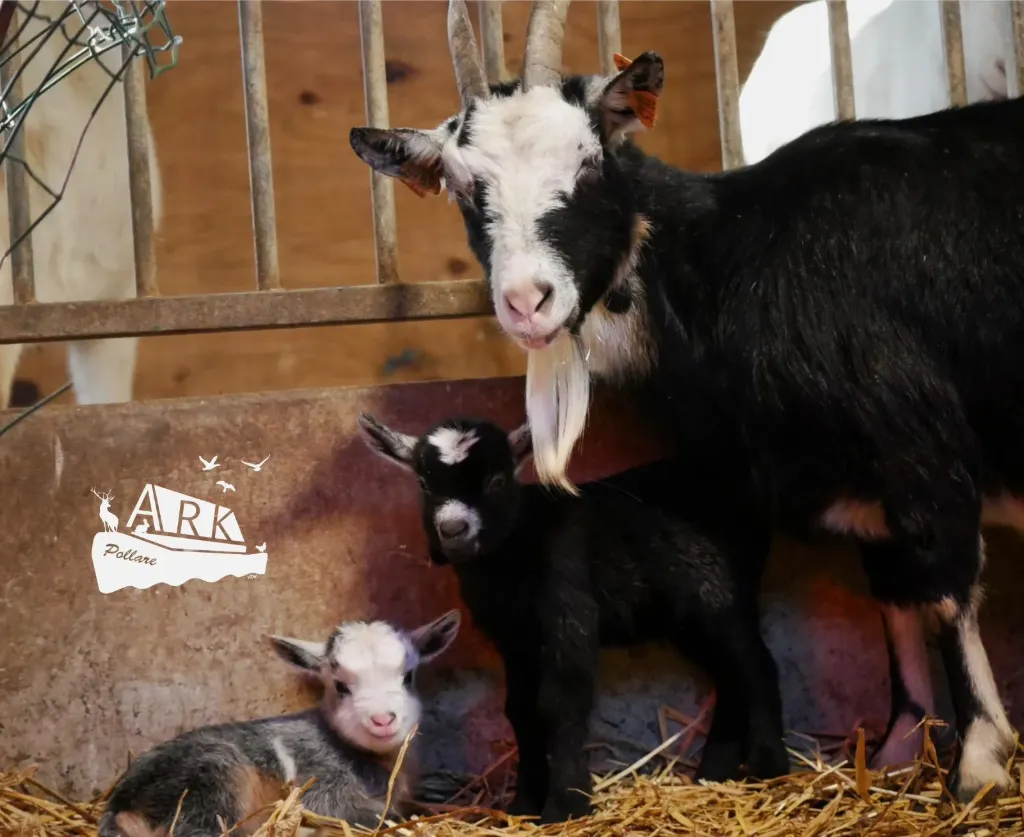 2026 Meter/Peterschap Geiten