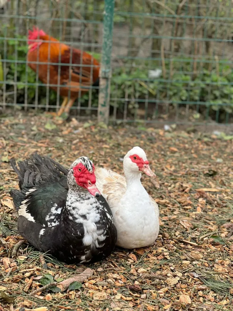 2026 Meter/Peterschap Eenden