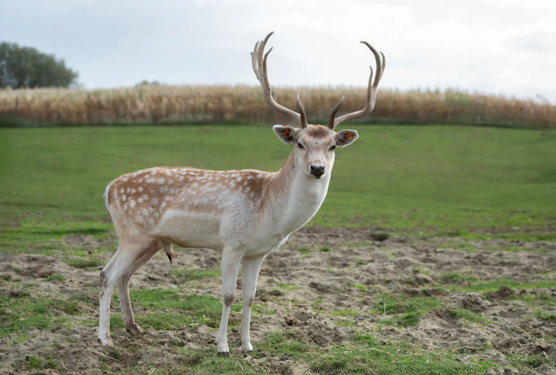 2026 Meter/Peterschap Herten