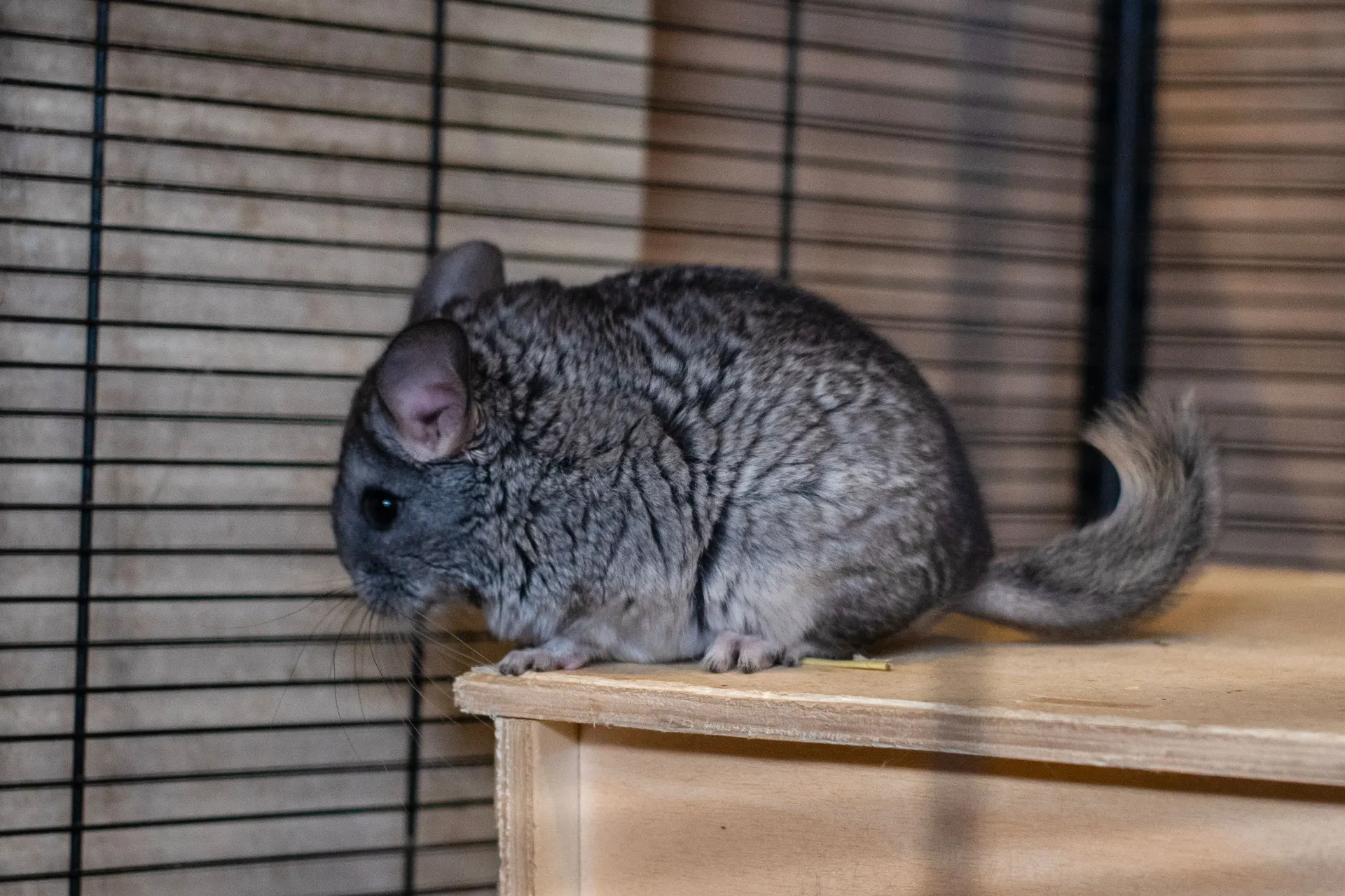 2026 Meter/Peterschap Chinchilla's