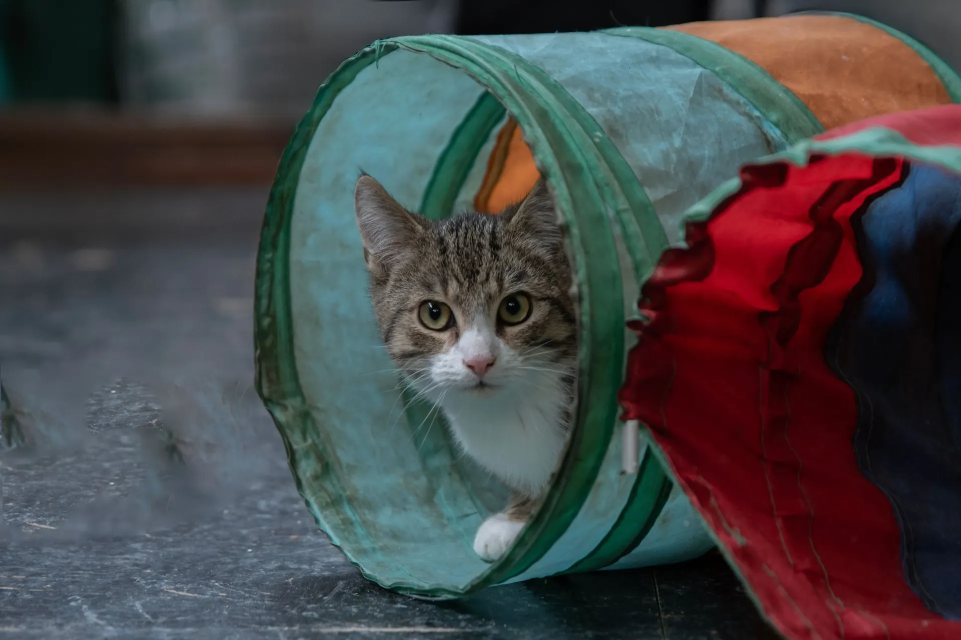 2026 Meter/Peterschap Katten