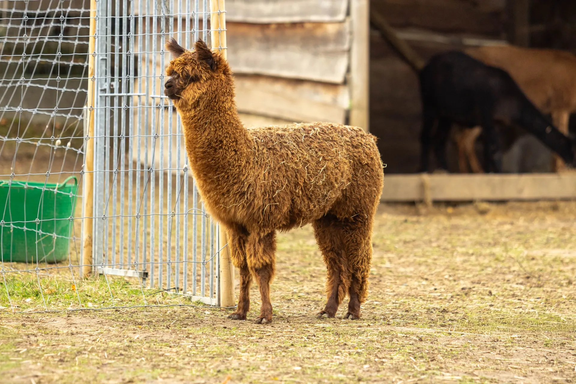 2026 Meter/Peterschap Alpaca's