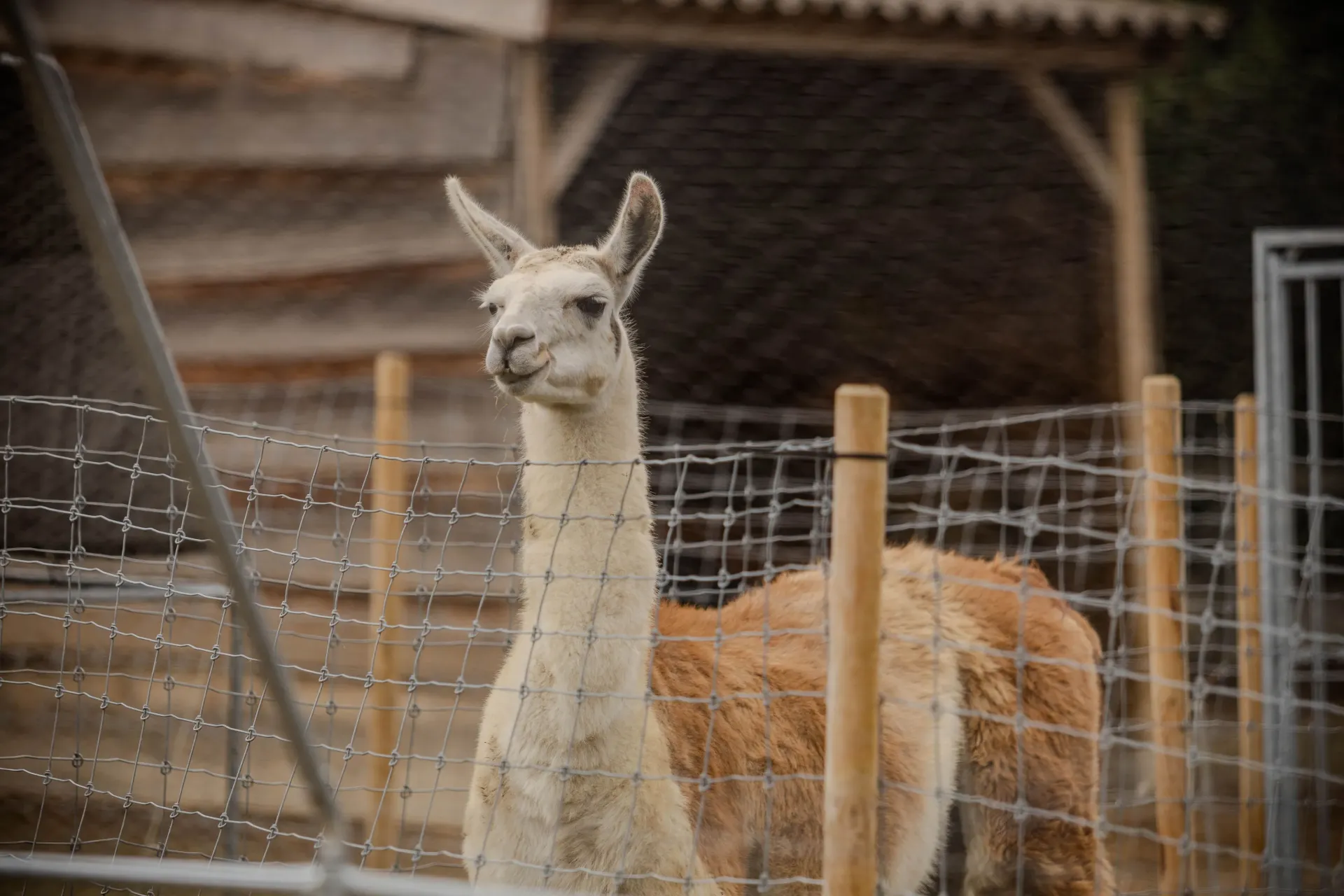 2026 Meter/Peterschap Lama's