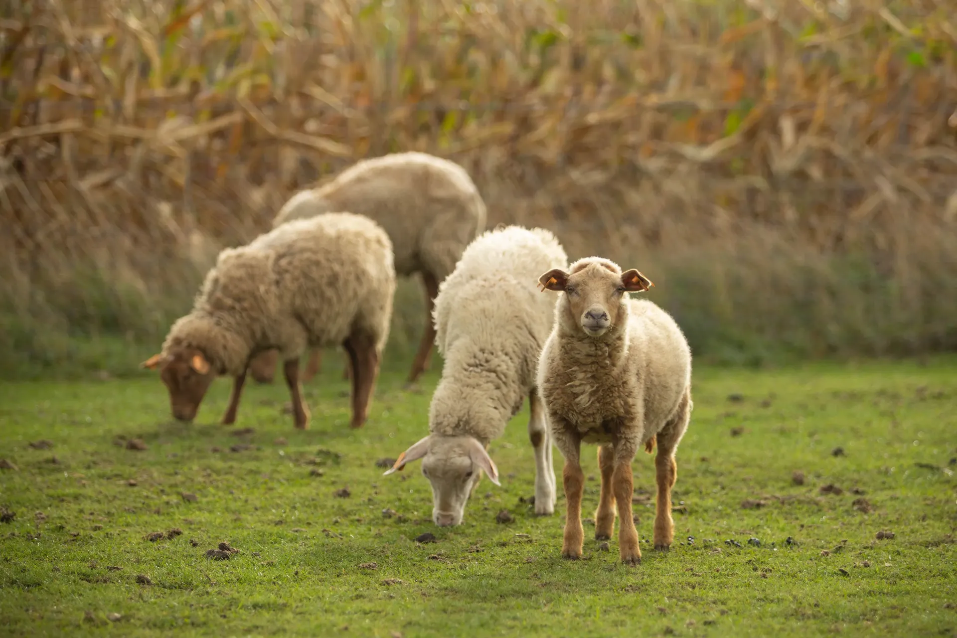 2026 Meter/Peterschap Schapen