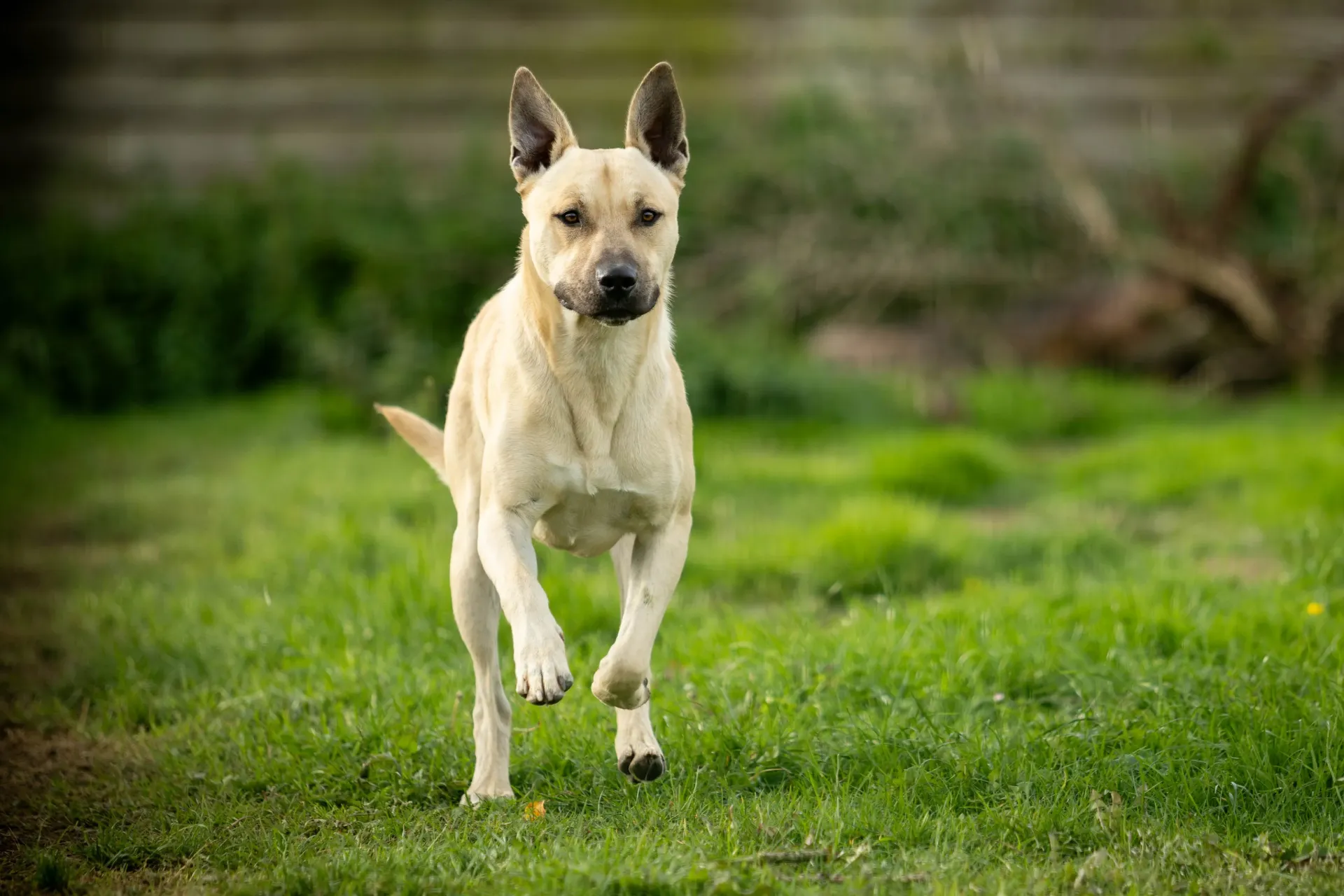 2026 Meter/Peterschap Honden