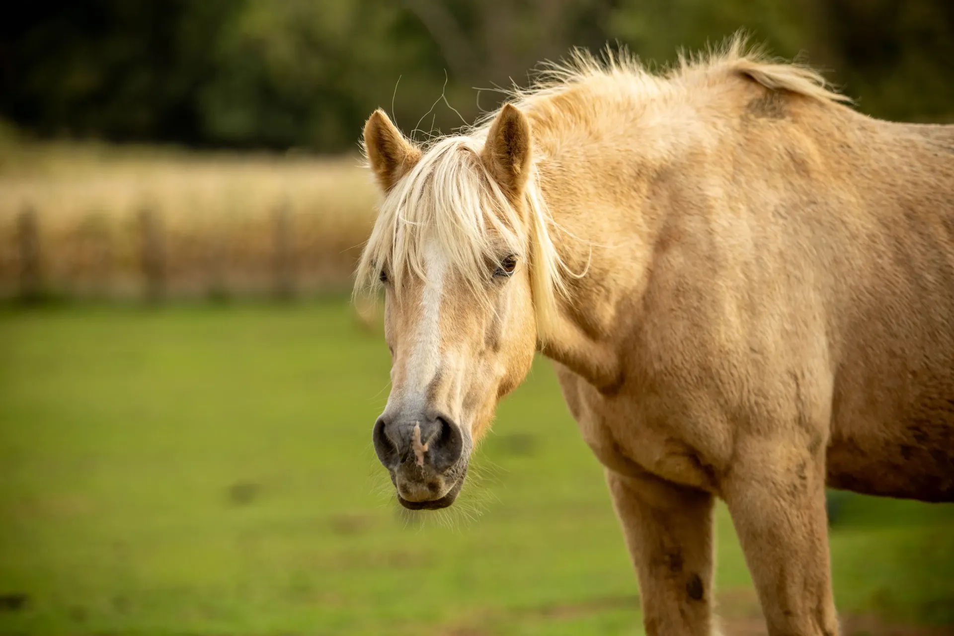 2026 Meter/Peterschap Paarden