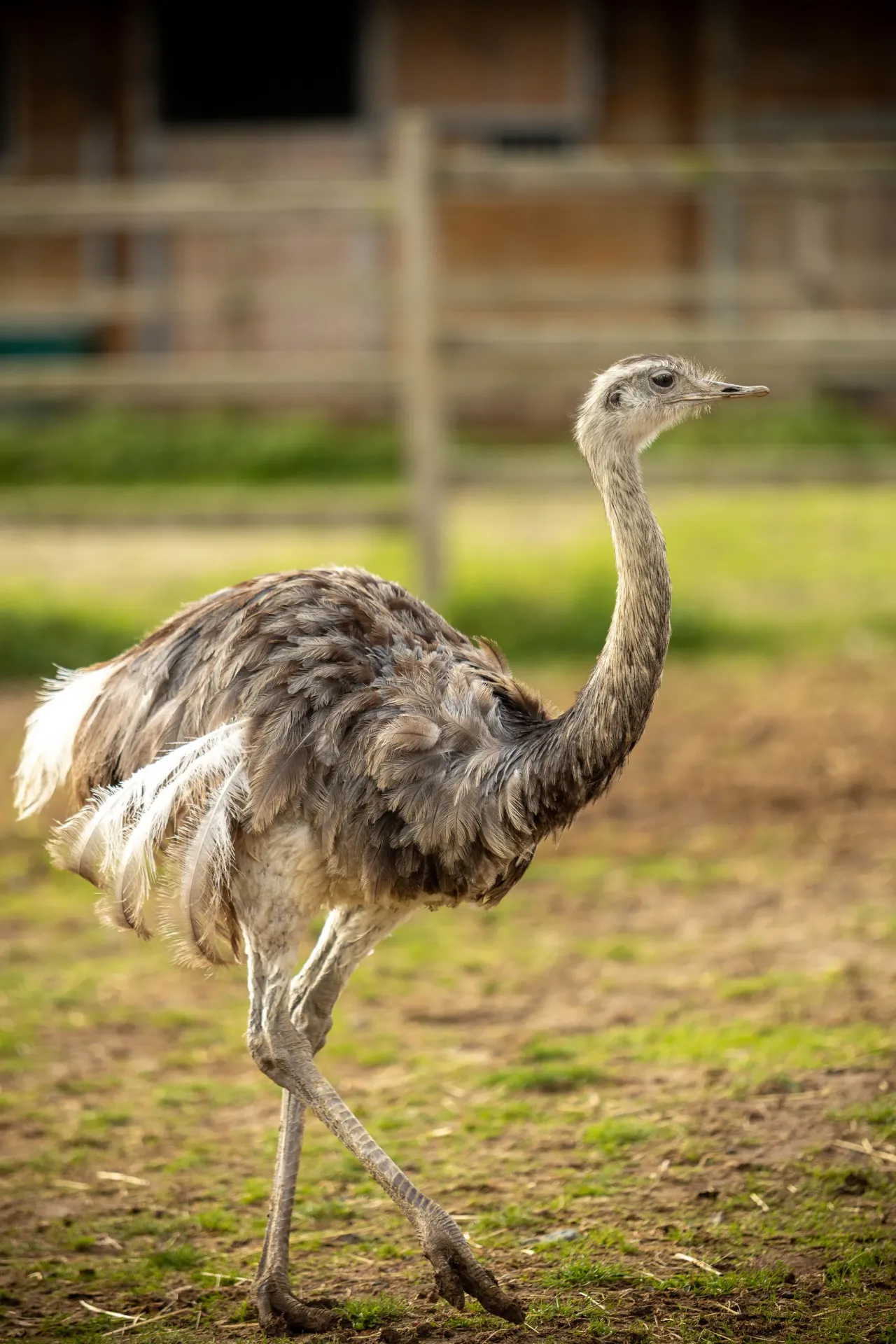2026 Meter/Peterschap Nandoe - Emoe - Struisvogels