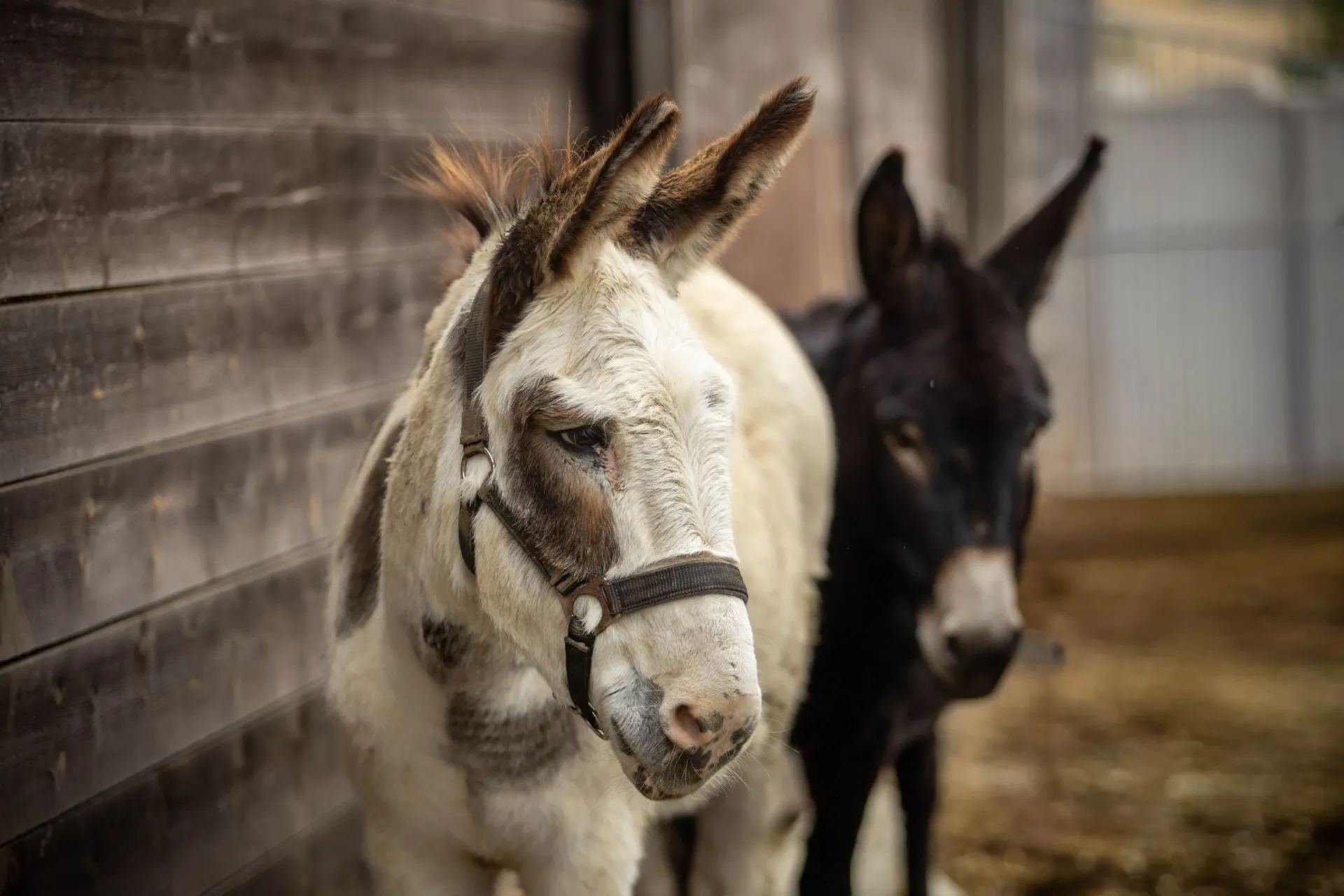 2026 Meter/Peterschap Ezels