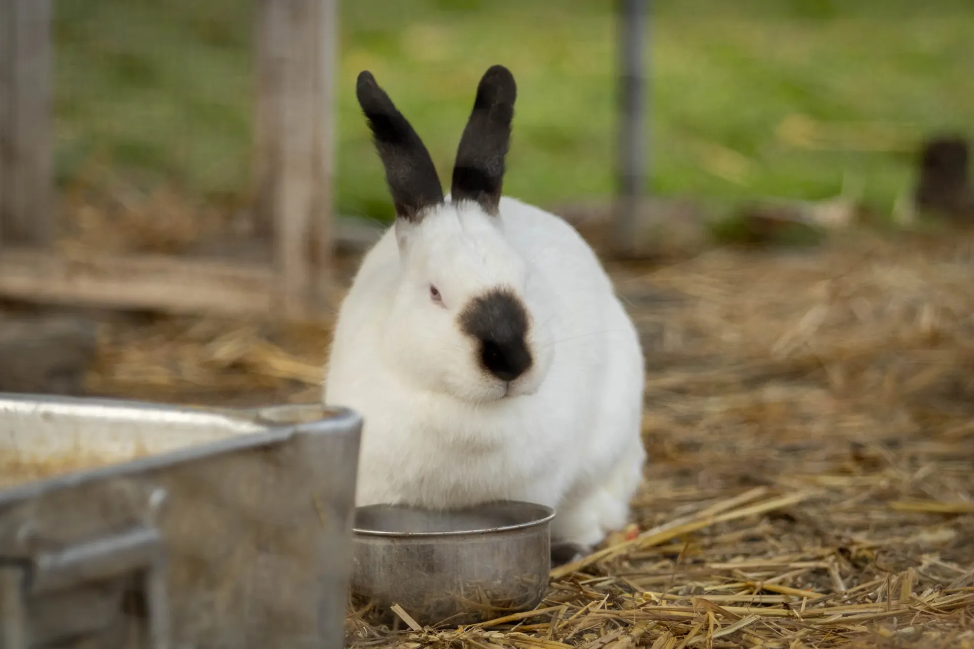 2026 Meter/Peterschap Konijnen
